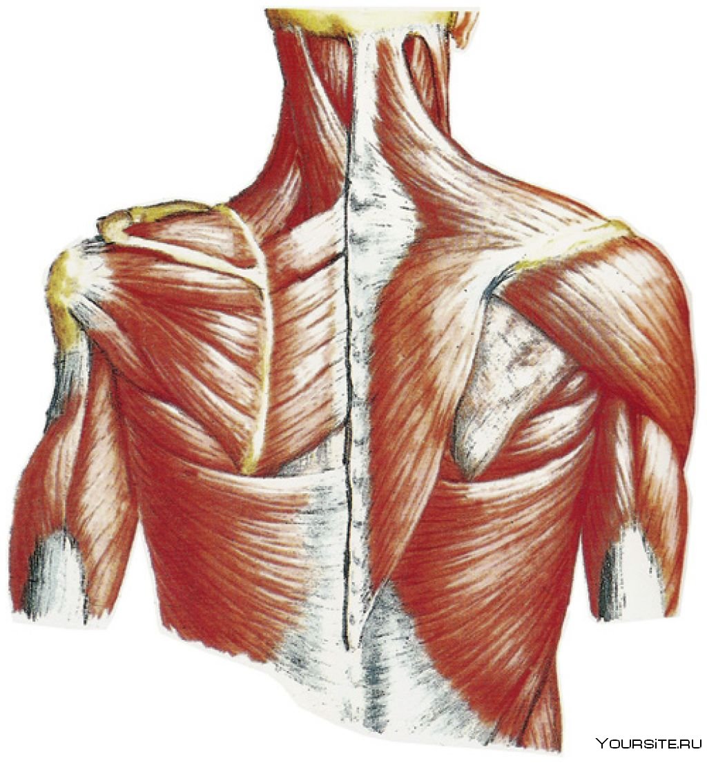 Трапециевидная мышца анатомия