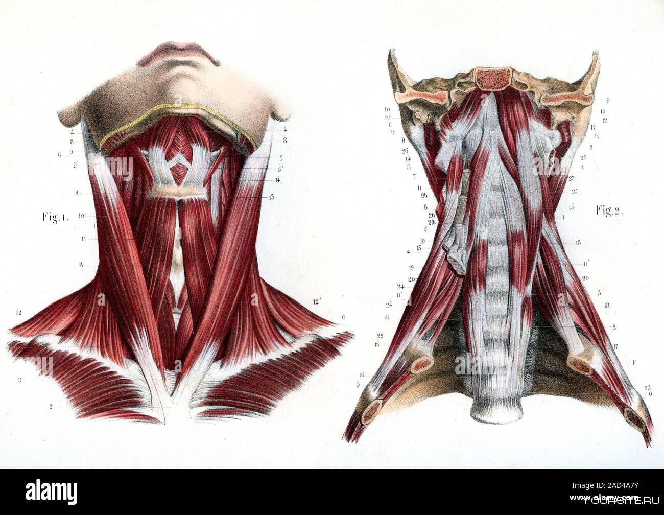 Мышцы шеи анатомия. Мышцы шеи анатомия paravertebralis. Мышцы шеи спереди анатомия. Мышцы шеи анатомия атлас.