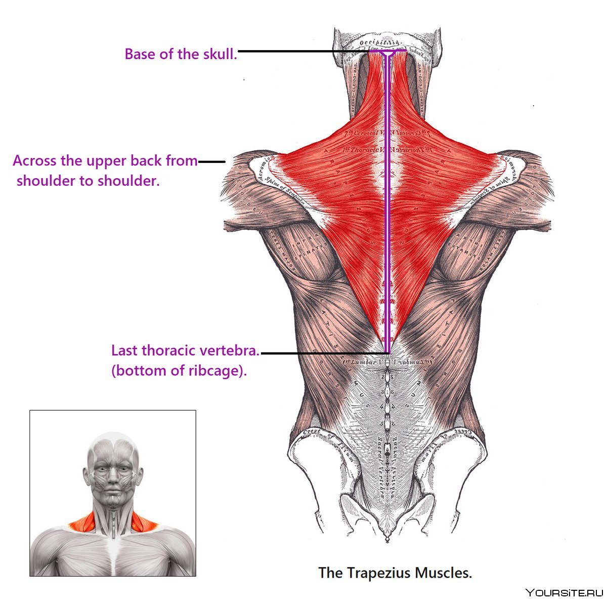 Передний край трапециевидной мышцы