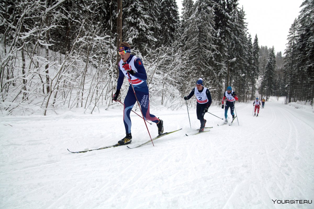 Лыжные гонки в лесу