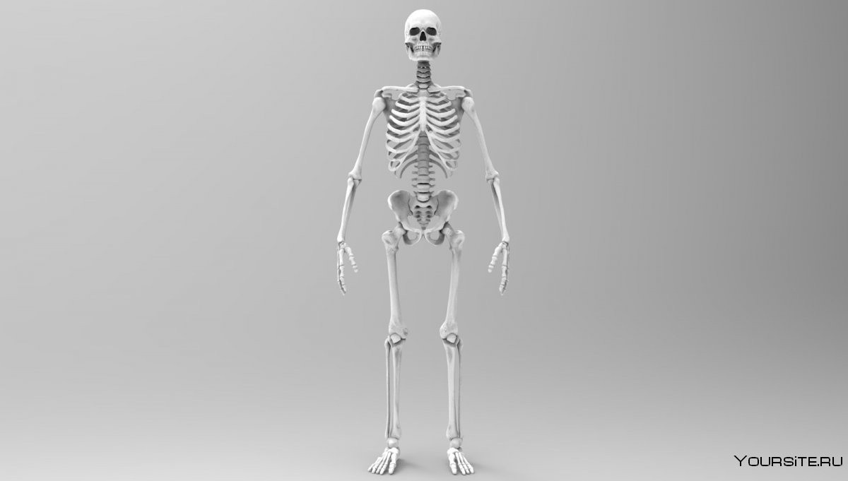 Скелет без надписей