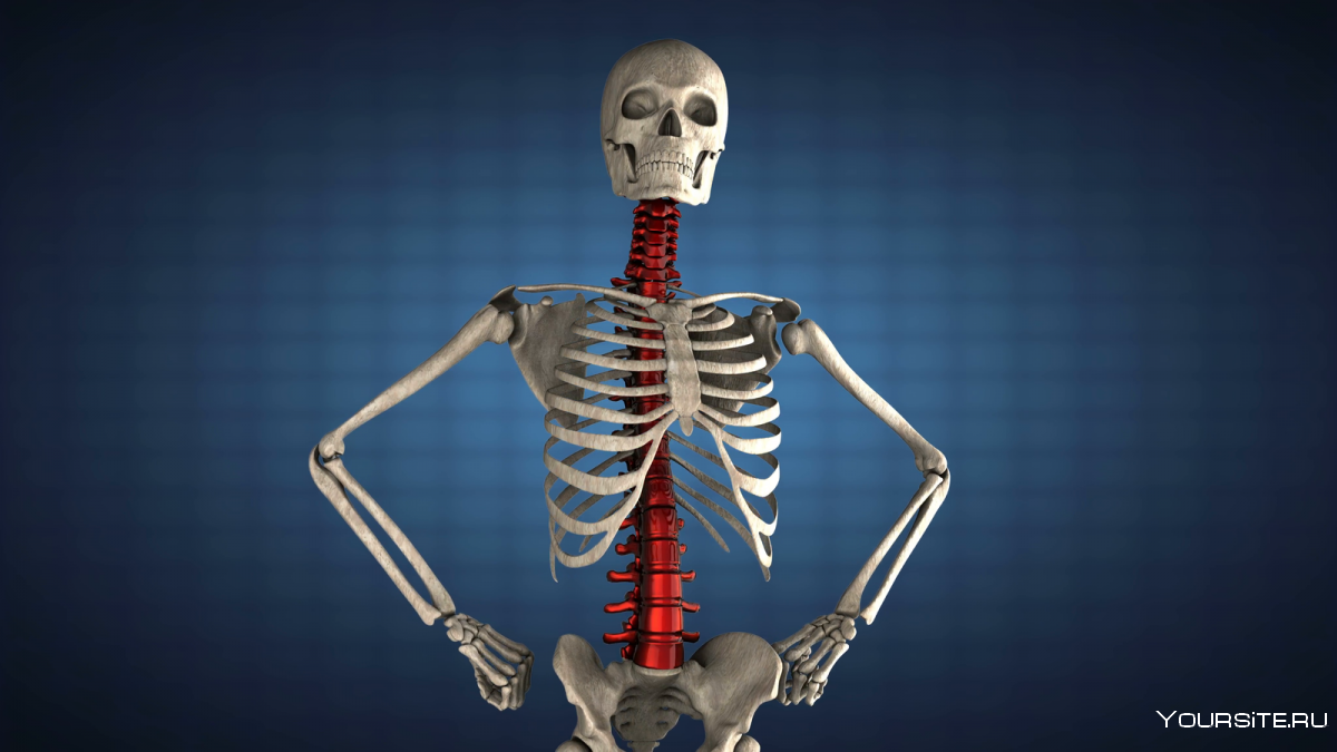 Скелет 3d анатомии
