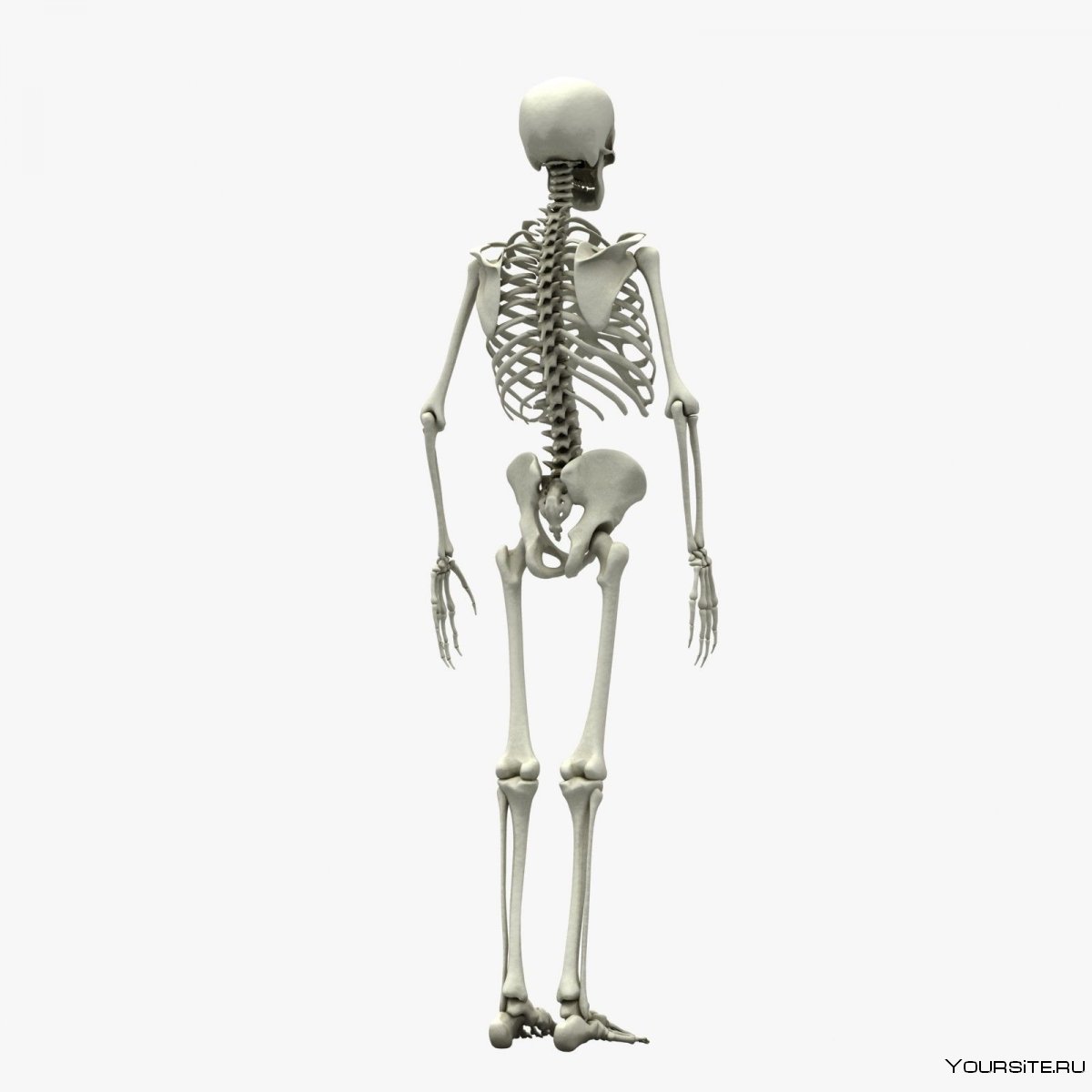 Ходячий скелет