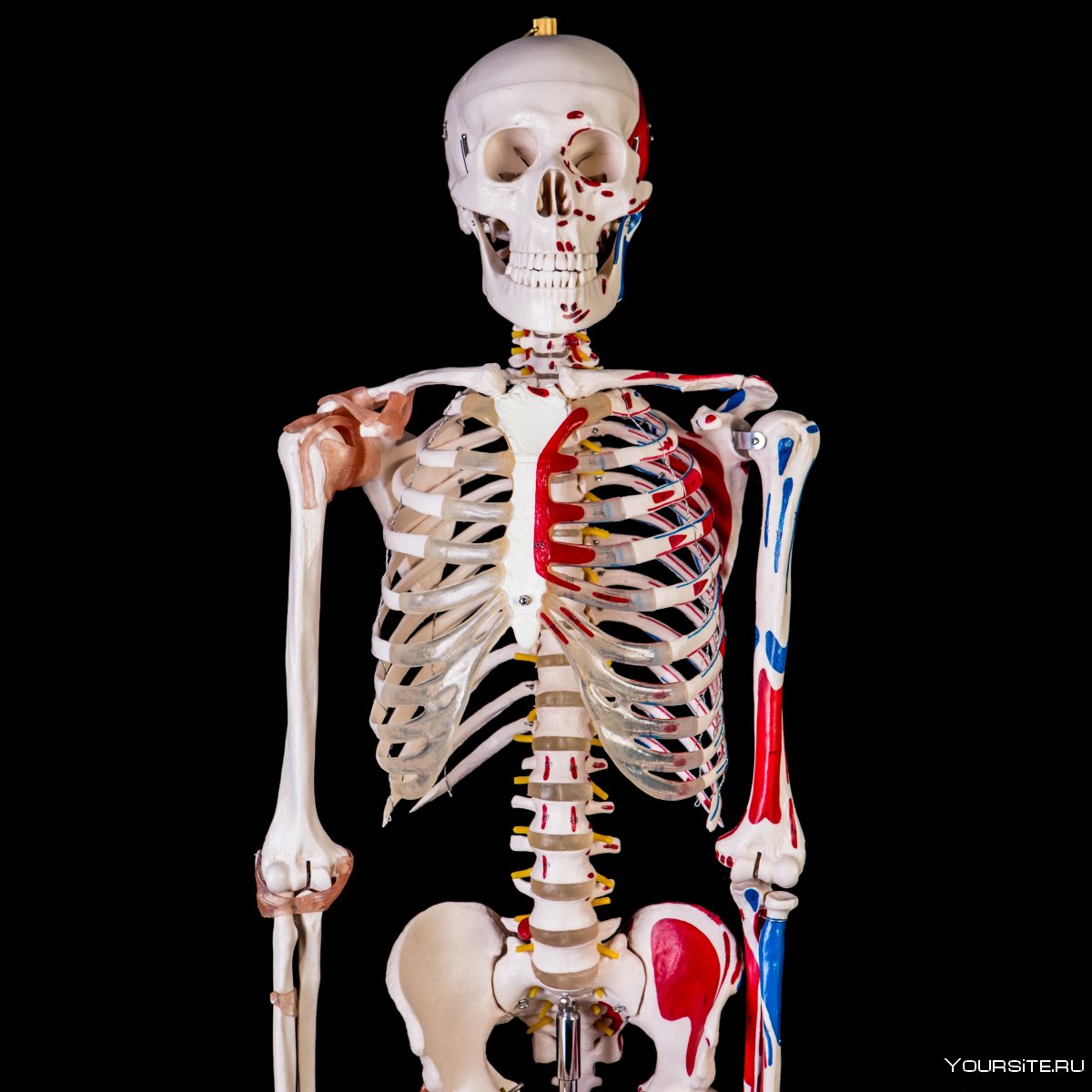 Скелет человека анатомия для массажистов