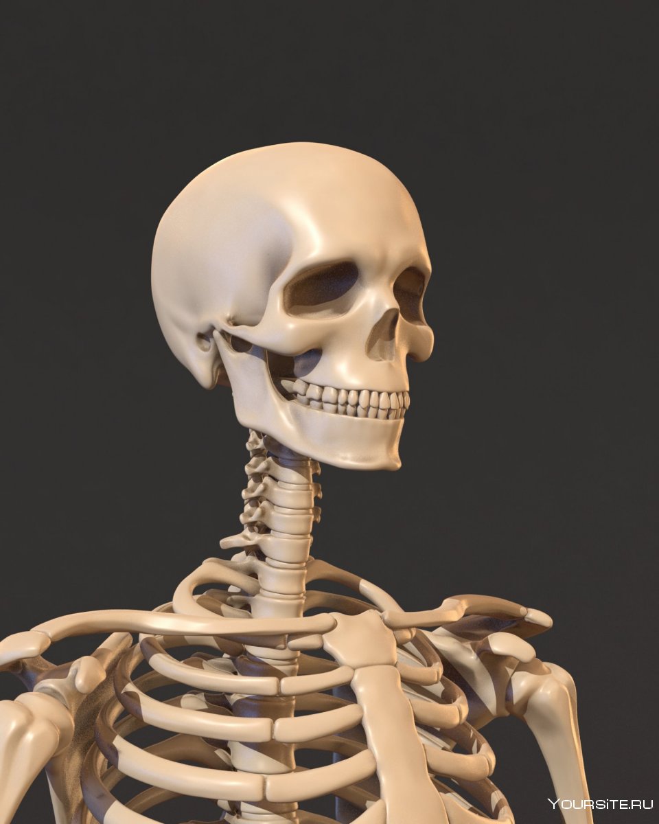 Человек-скелет / Skeleton man 2004