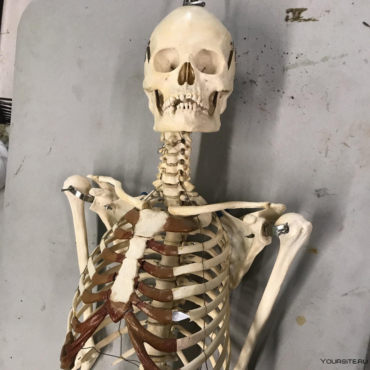 Реальный скелет человека