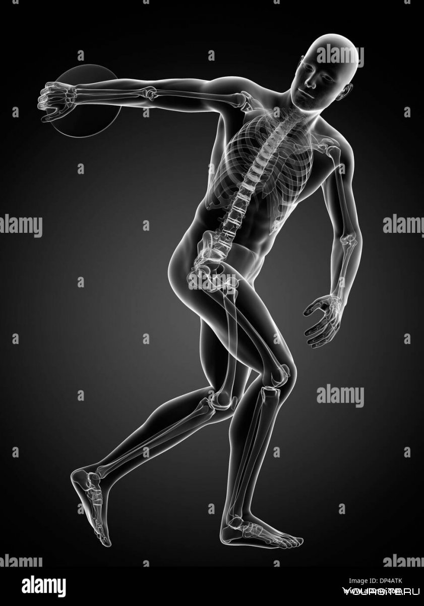 Анатомия скелет поделка