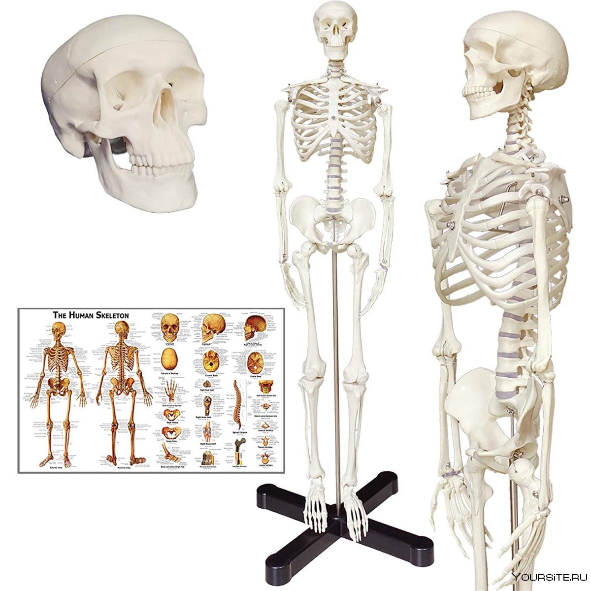 Скелет человека легкие