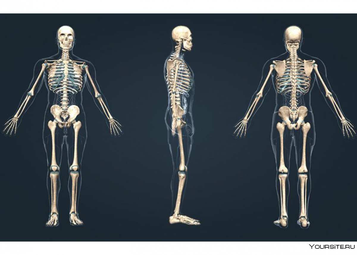Скелет человека с хрящами