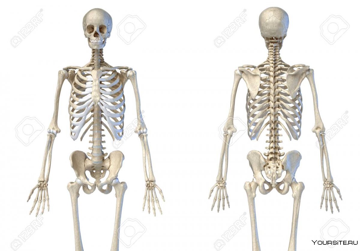 Скелет человека в теле