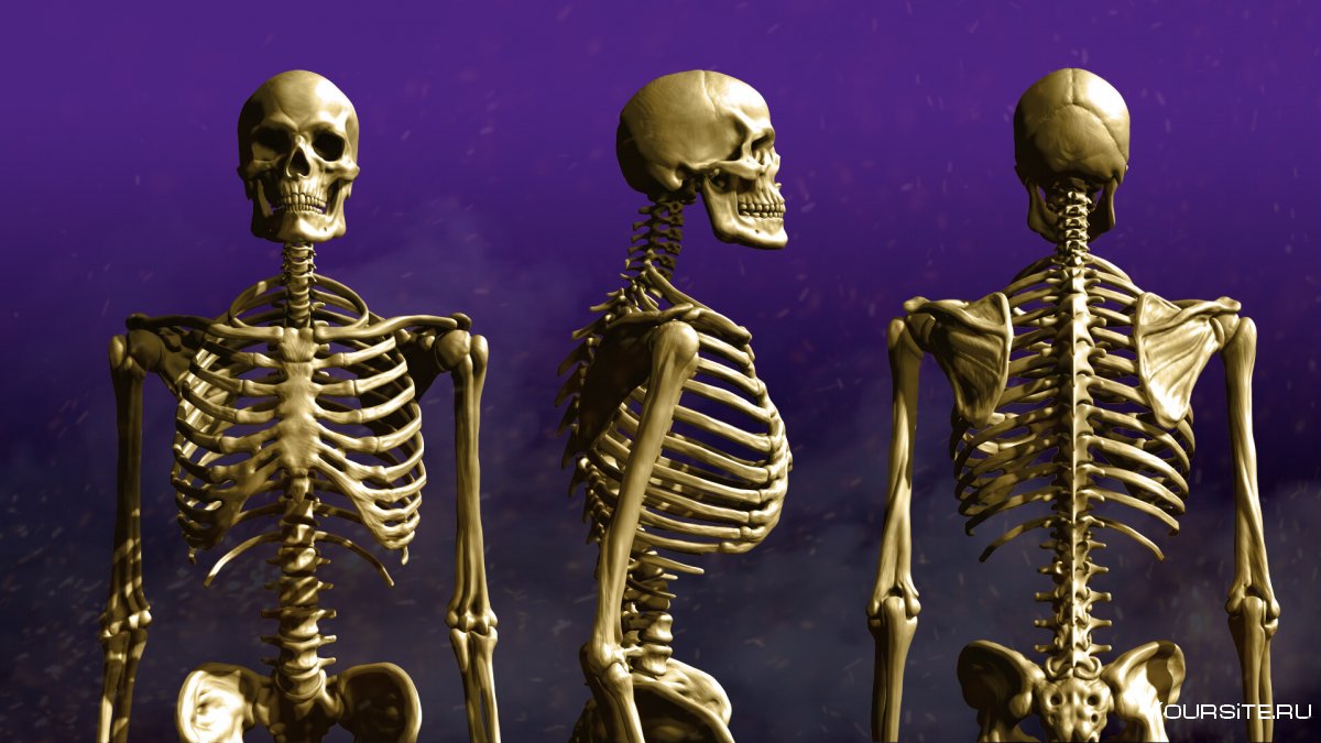 Скелет человека со всех сторон