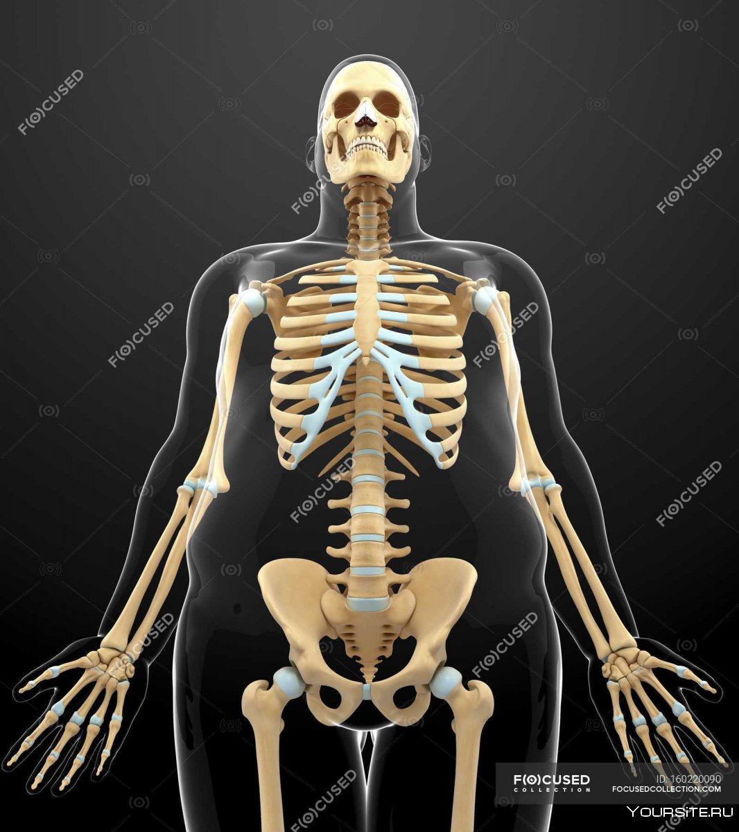 Эволюция человеческого скелета