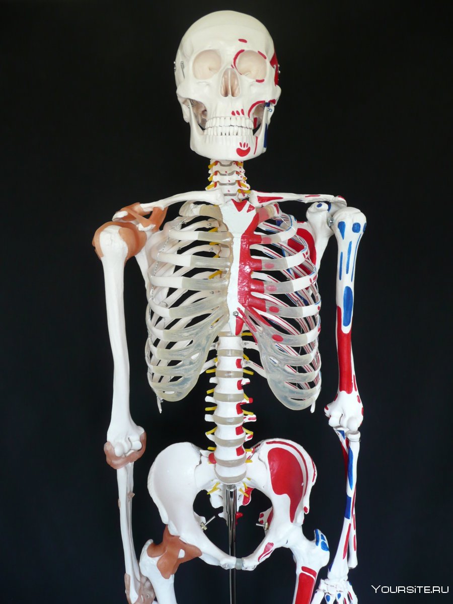 Скелет 3d анатомии