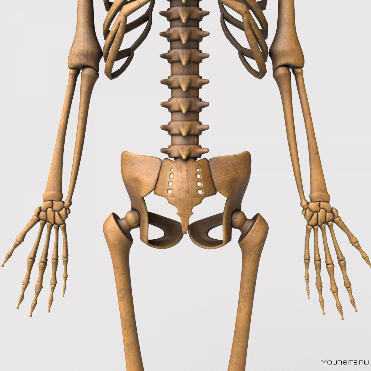 Скелет человека наглядное пособие