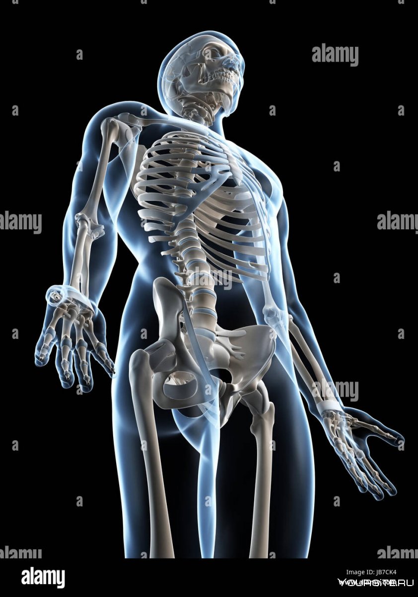 Дополнительный скелет
