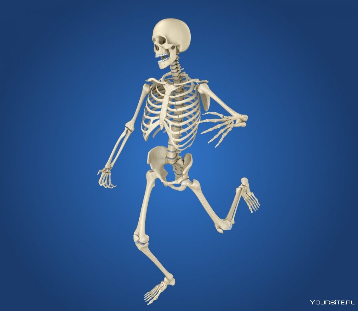 Плакат скелет человека для детей