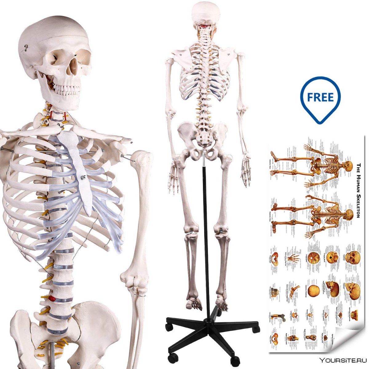 Человеческий скелет картинки