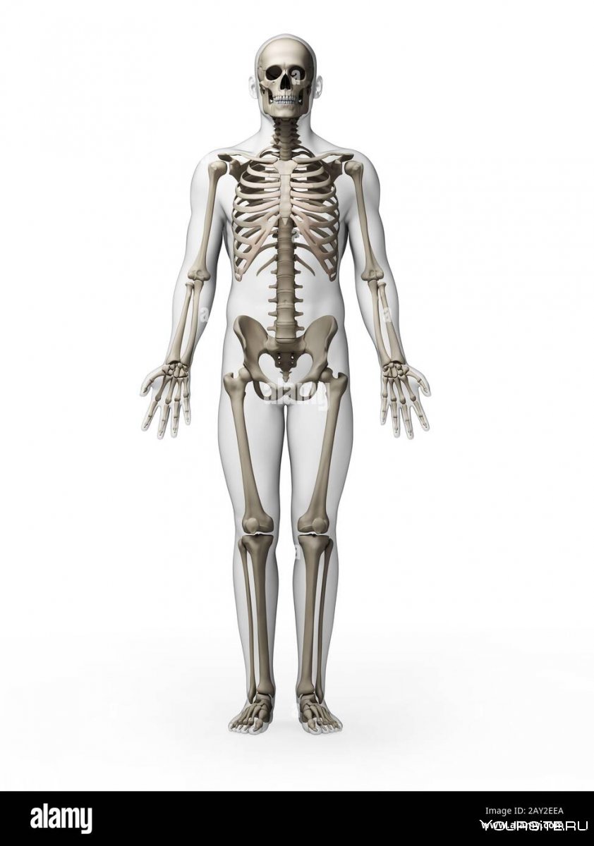 Модель «скелет человека» 42 см