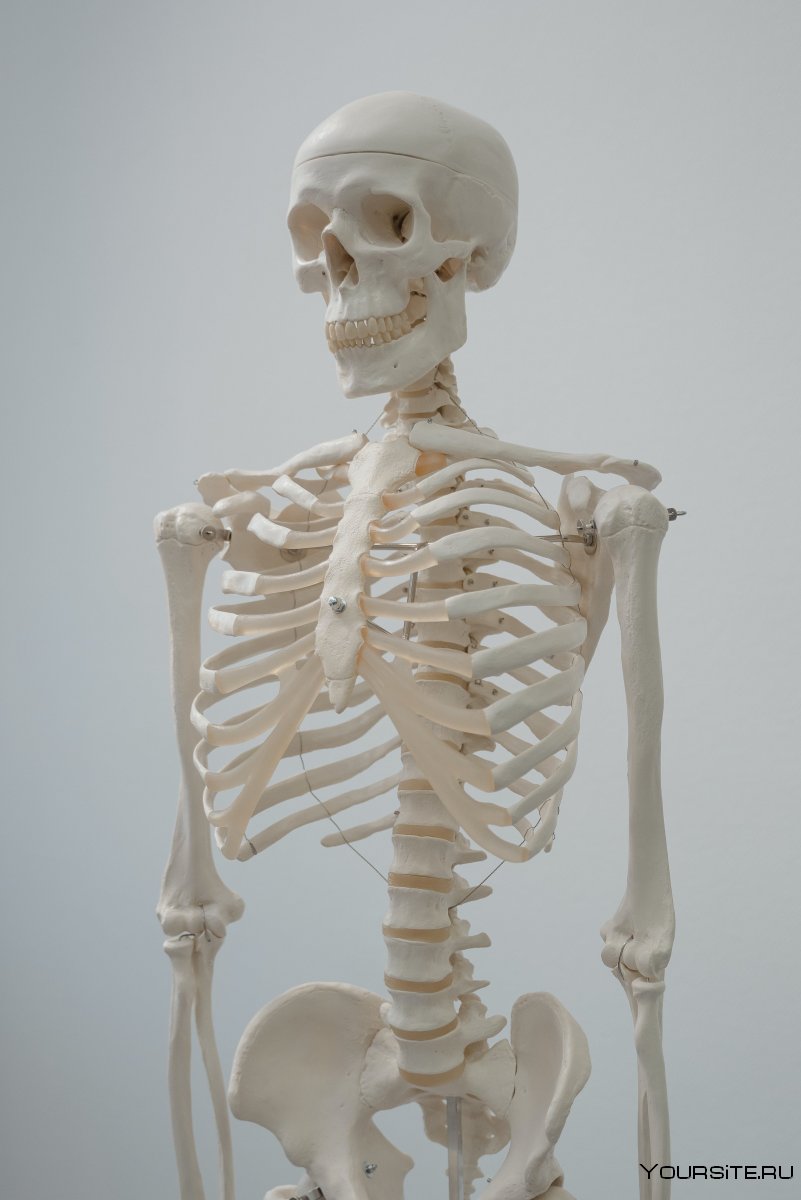 Скелет для детей анатомия
