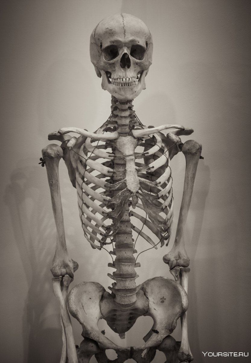 Анатомия спортсмена кости и мышцы
