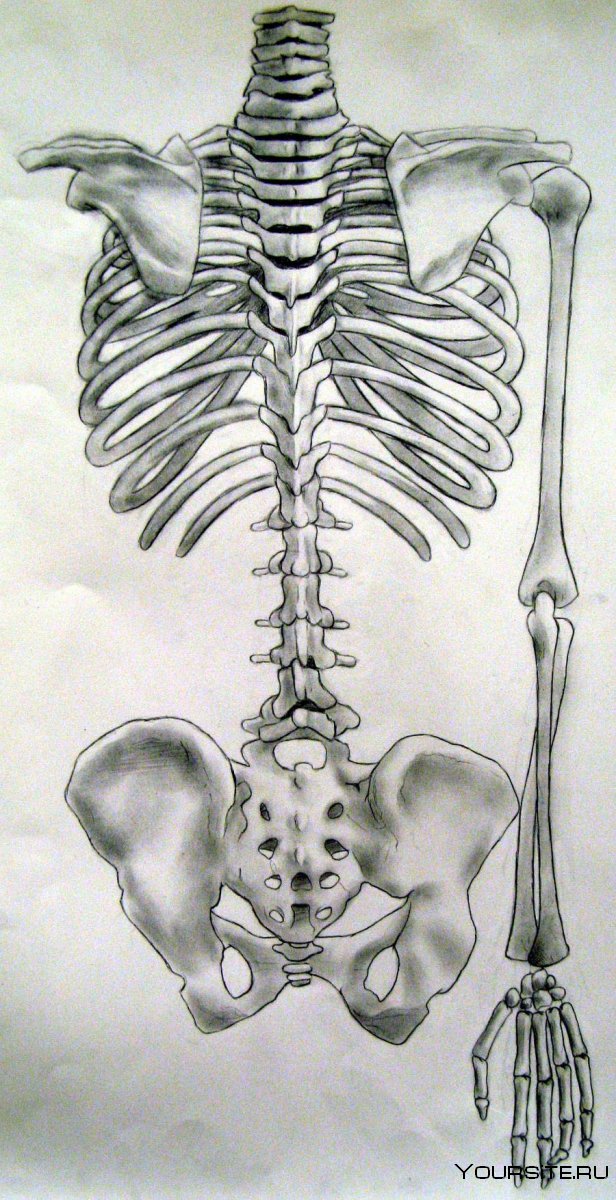 Скелет человека задний план