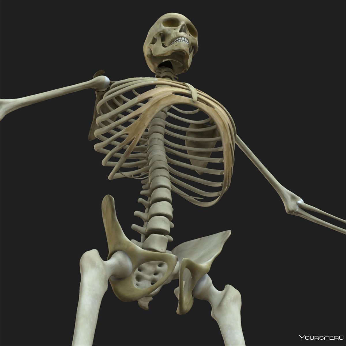 Скелет человека анатомическая стойка