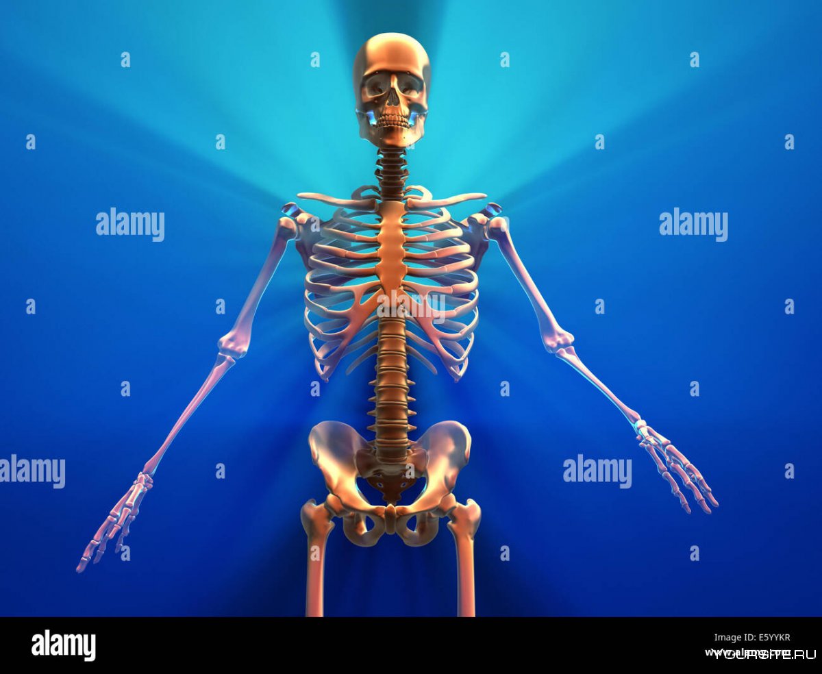 Скелет женщины фото