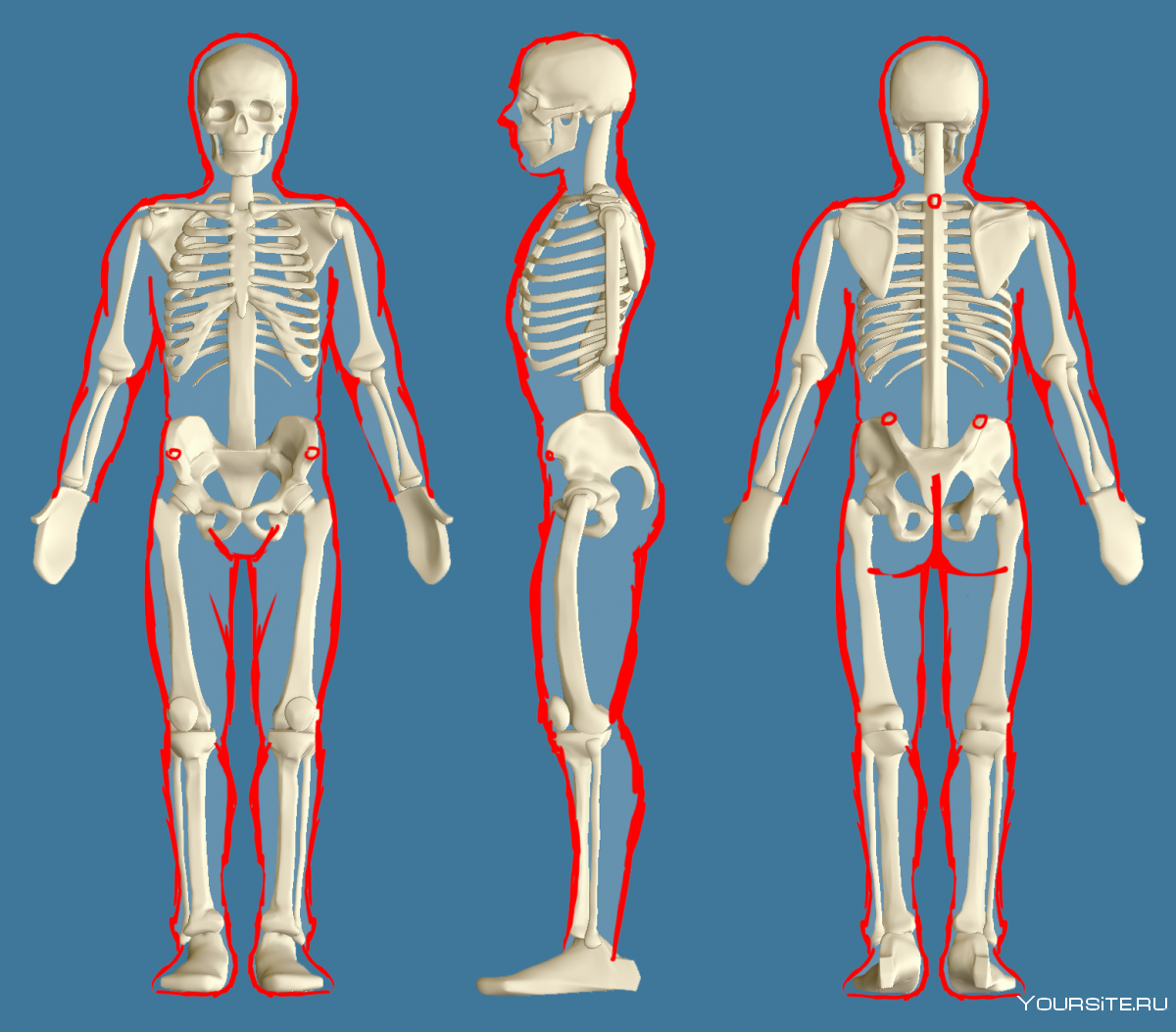 Форма скелета человека