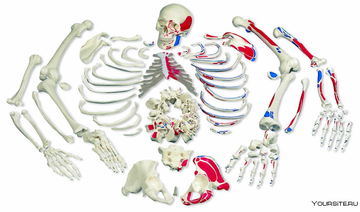Скелет ортопедический