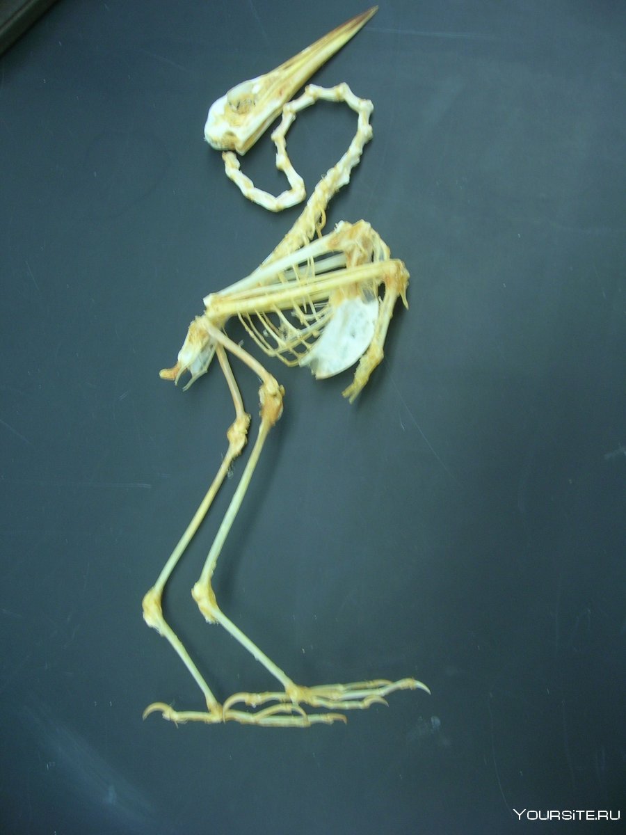 Скелет Цапли