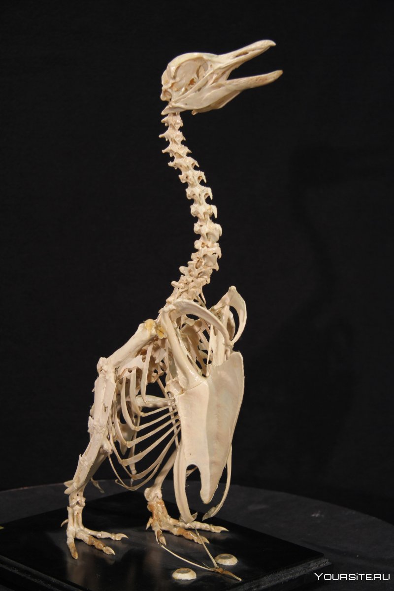 Скелет птиц 3лд модель
