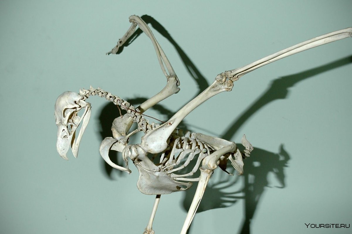 Скелет Стервятник анатомия