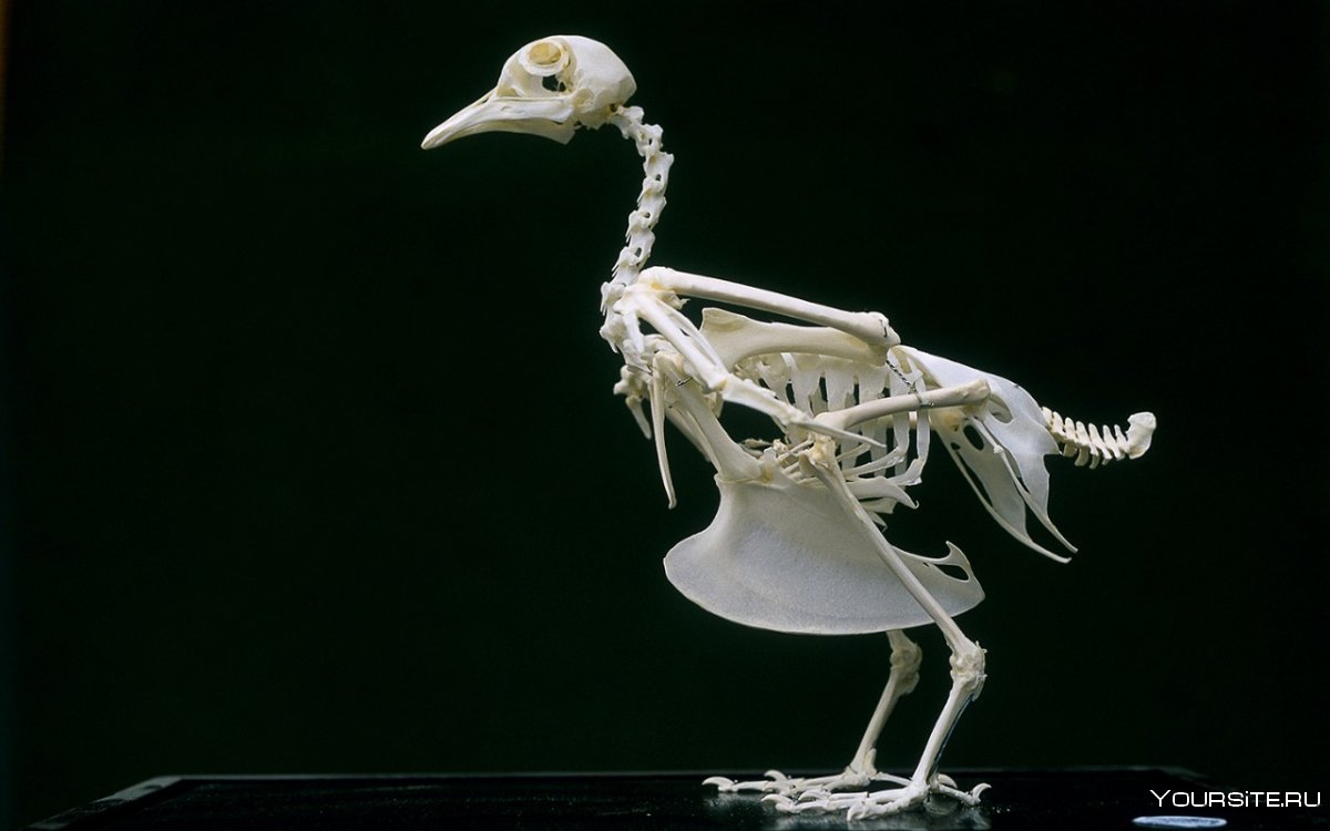 Чайка скелет