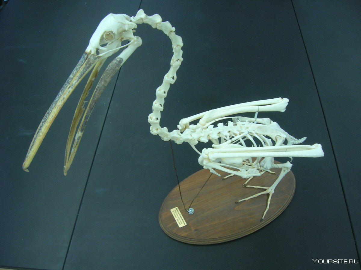 Скелет Императорского пингвина