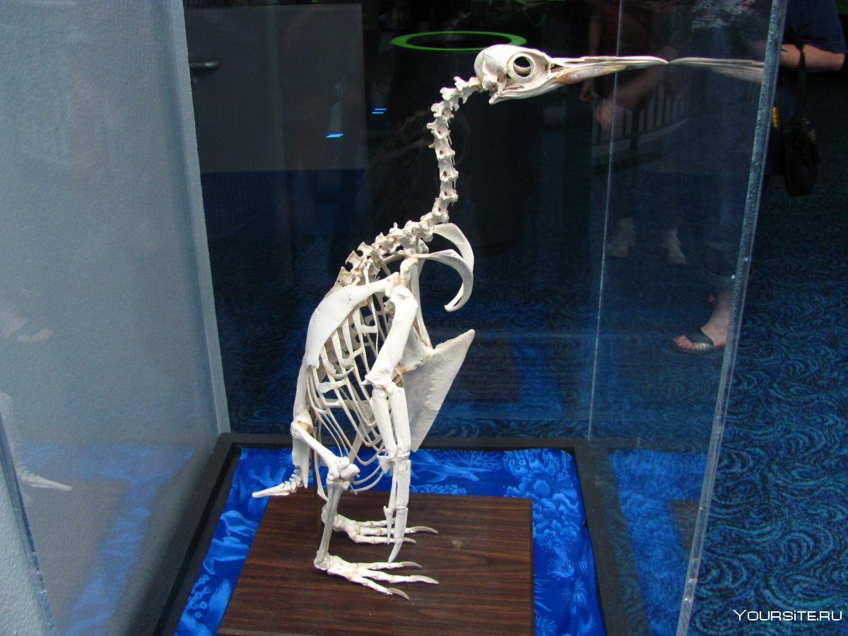 Таксидермия скелет птицы