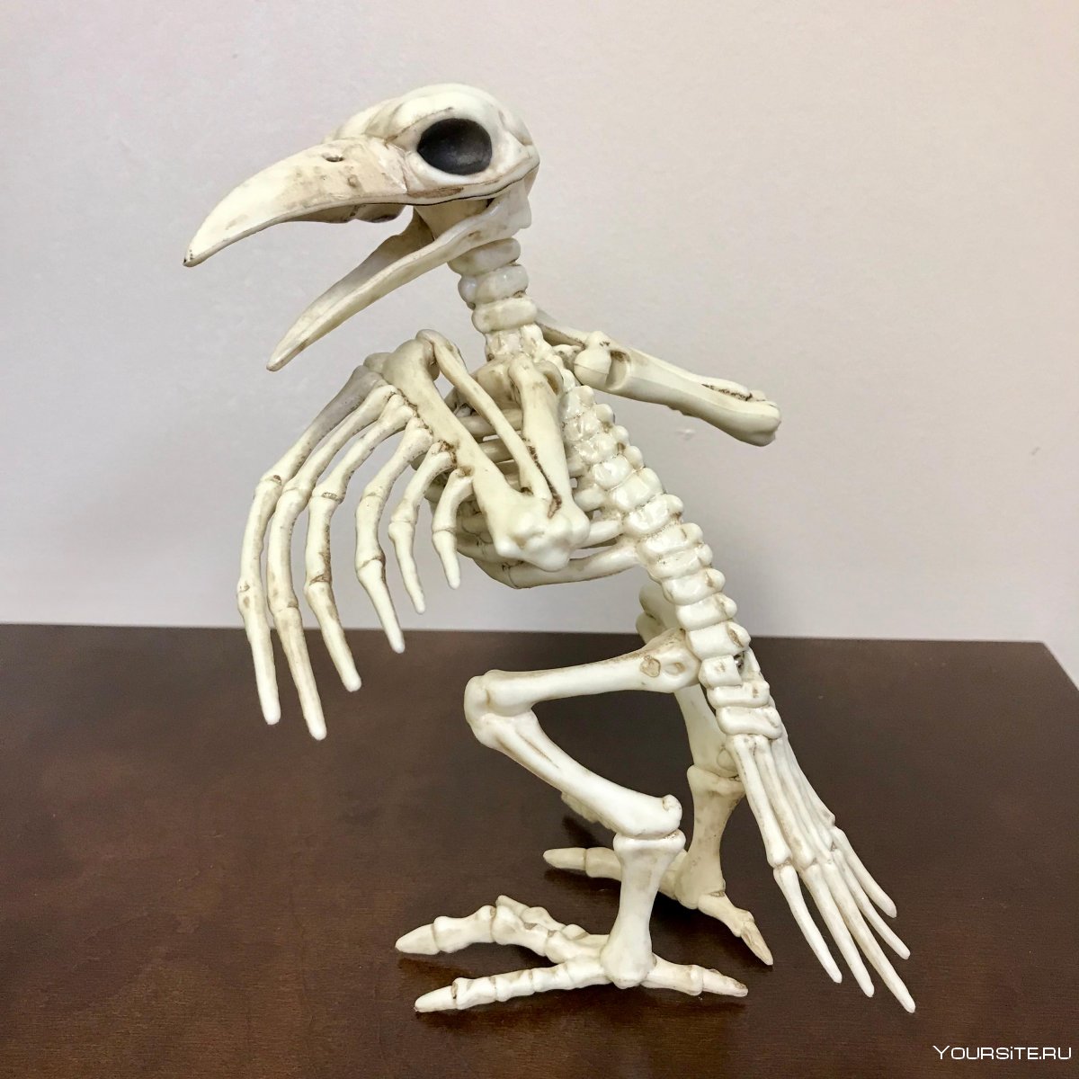 Kestrel Skeleton