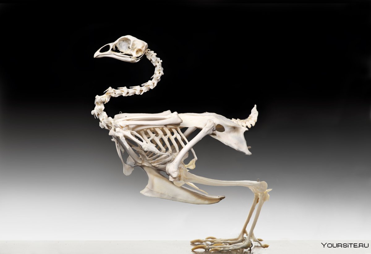 Кости курицы скелет