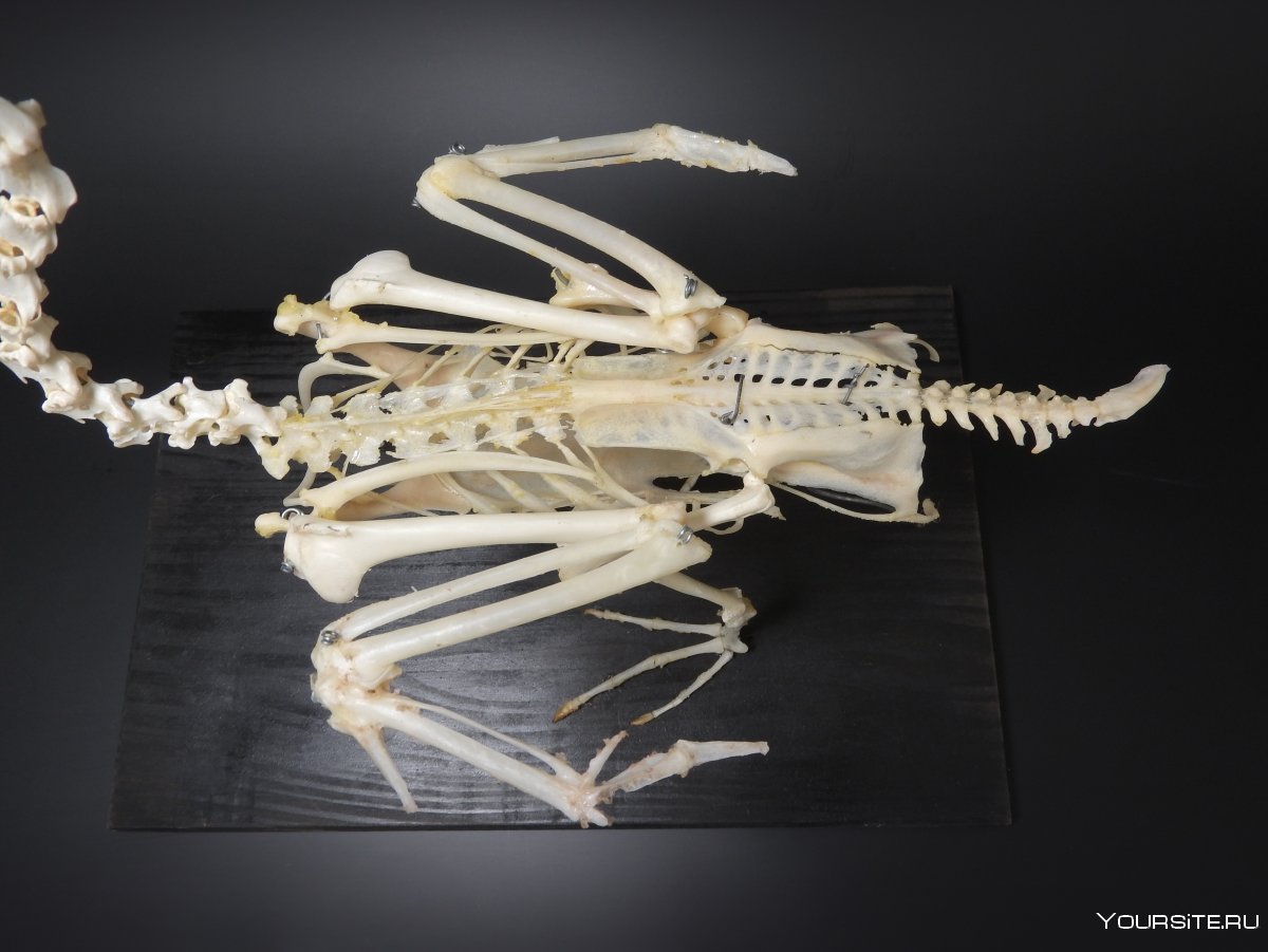 Скелет птицы игрушка