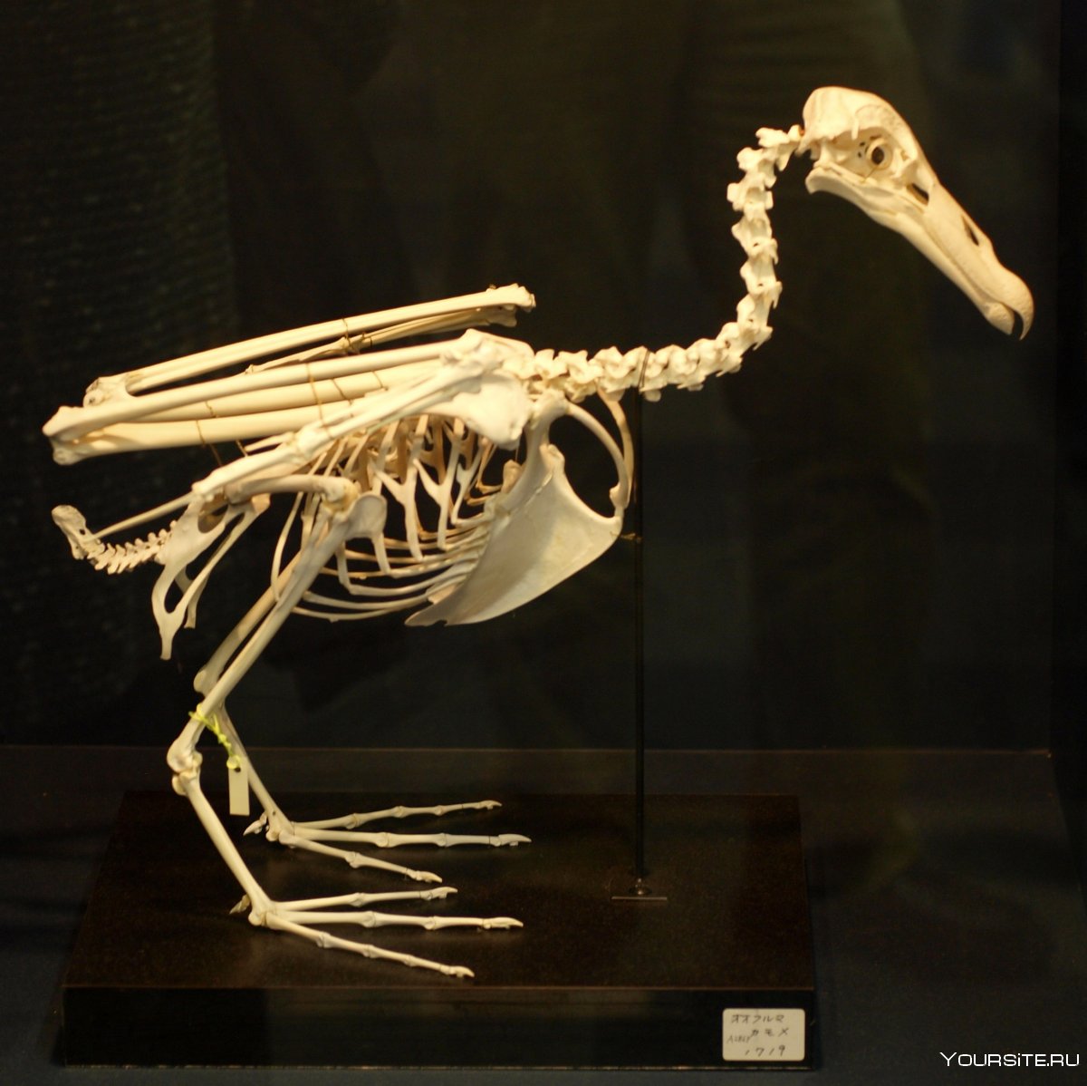 Скелет голубя