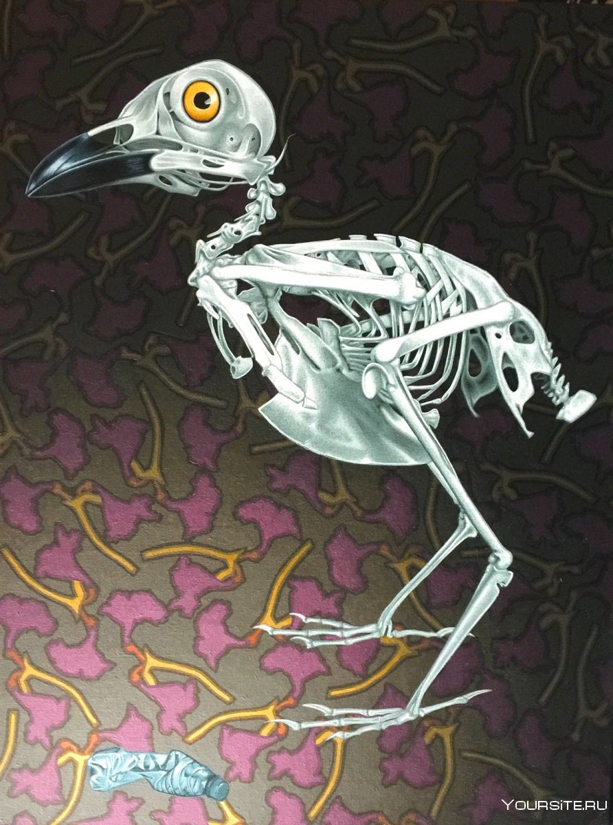 Птица секретарь скелет