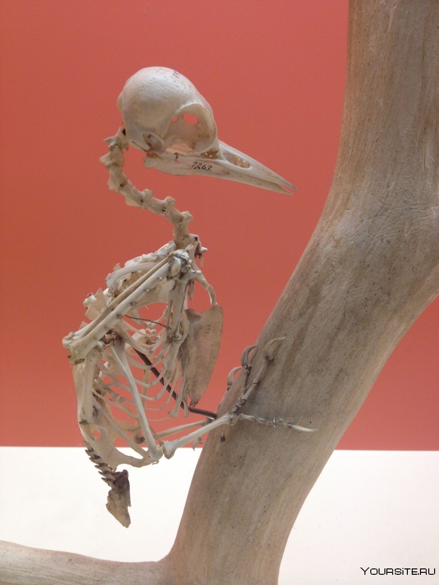 Скелет Дрофы