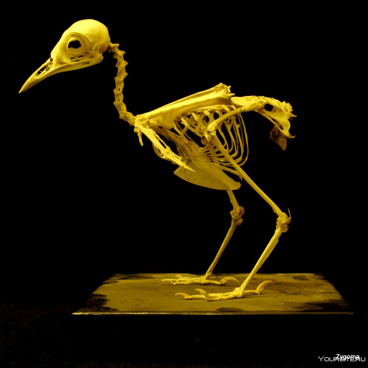 Скелет птицы