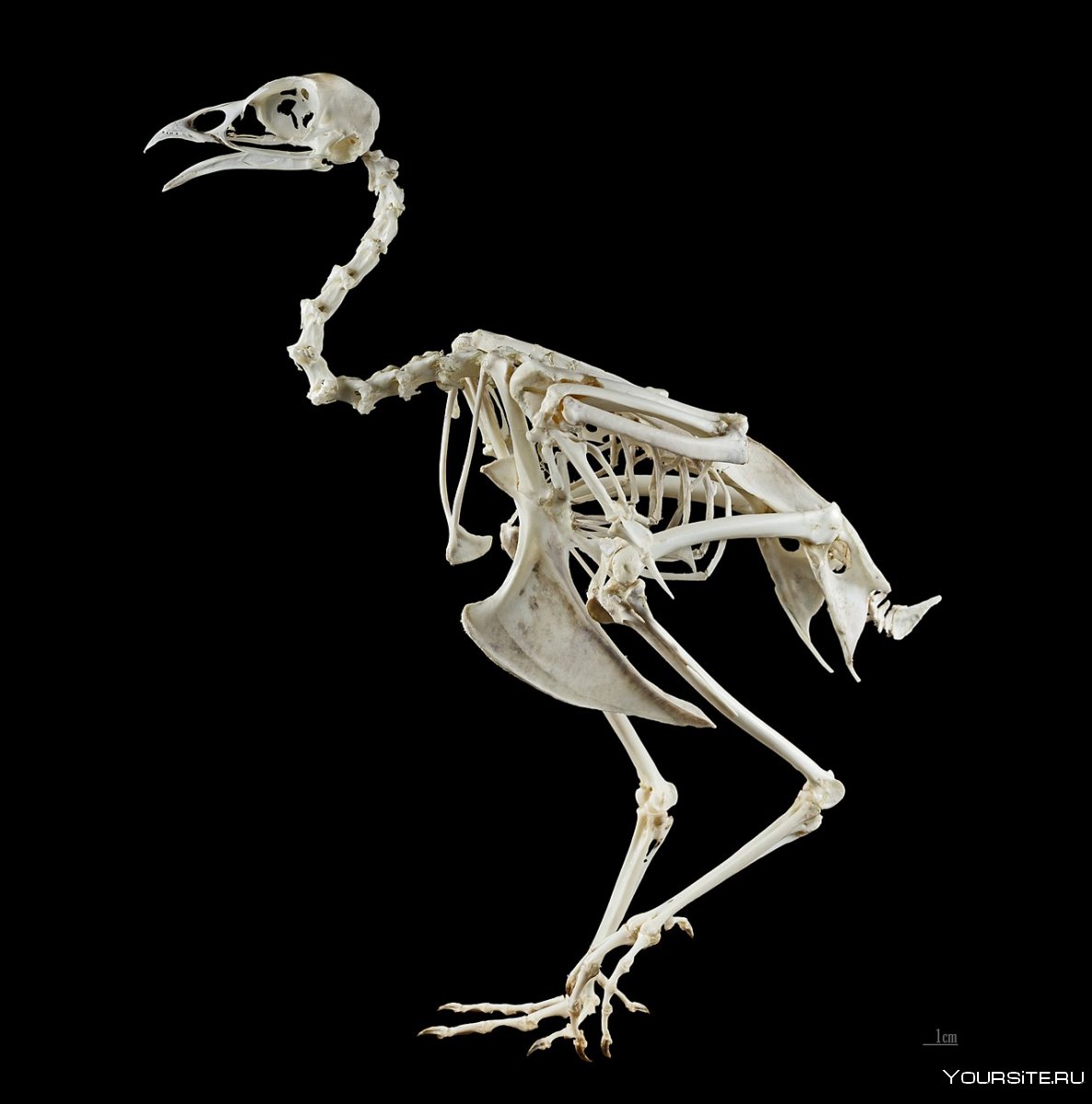Интересные скелеты животных