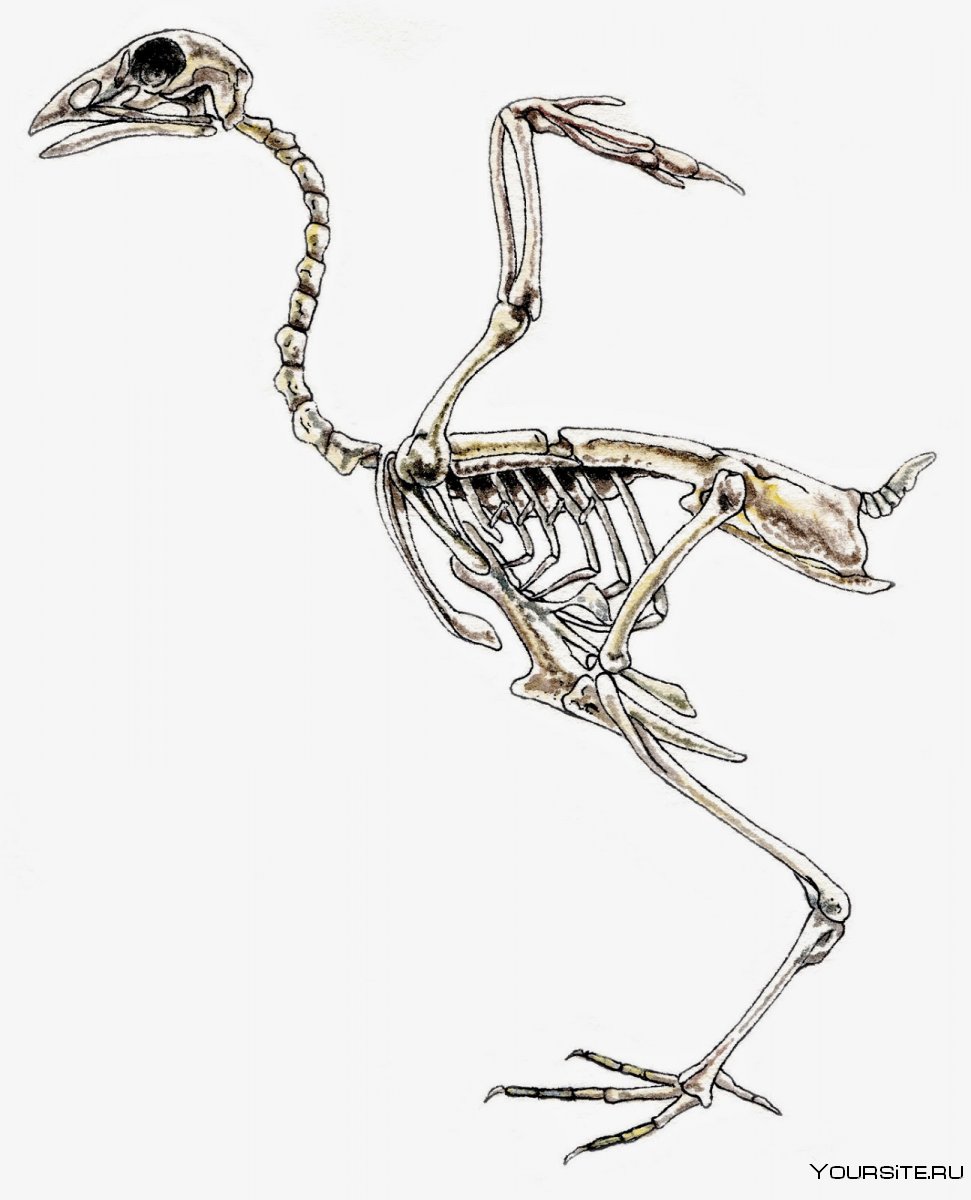 Скелет птицы 3д