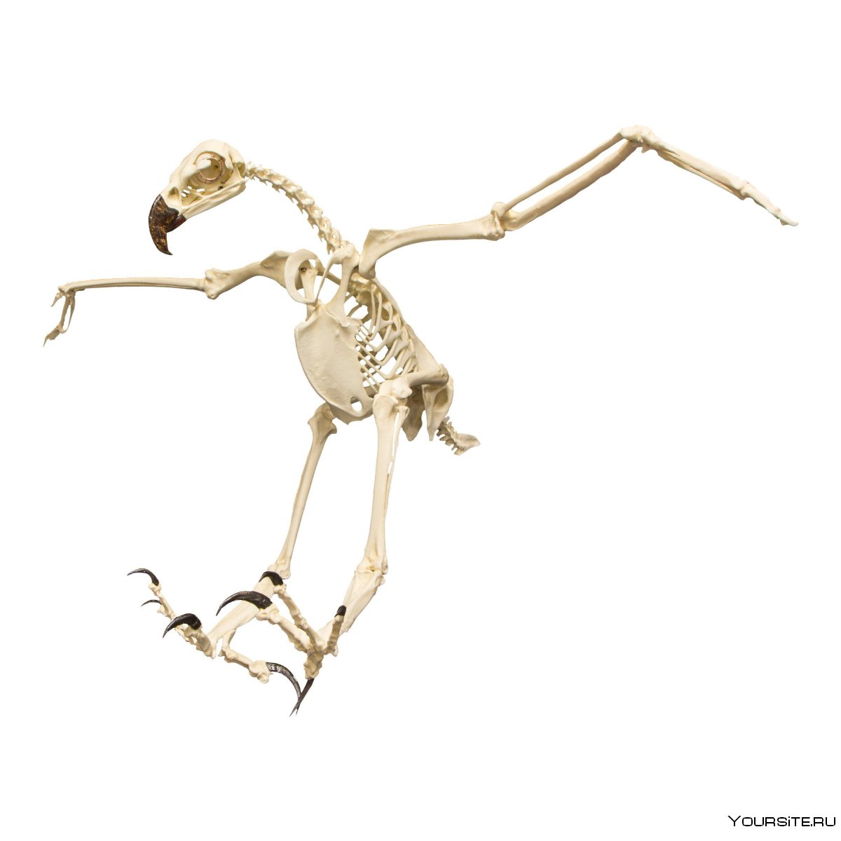 Скелет ворона анатомия