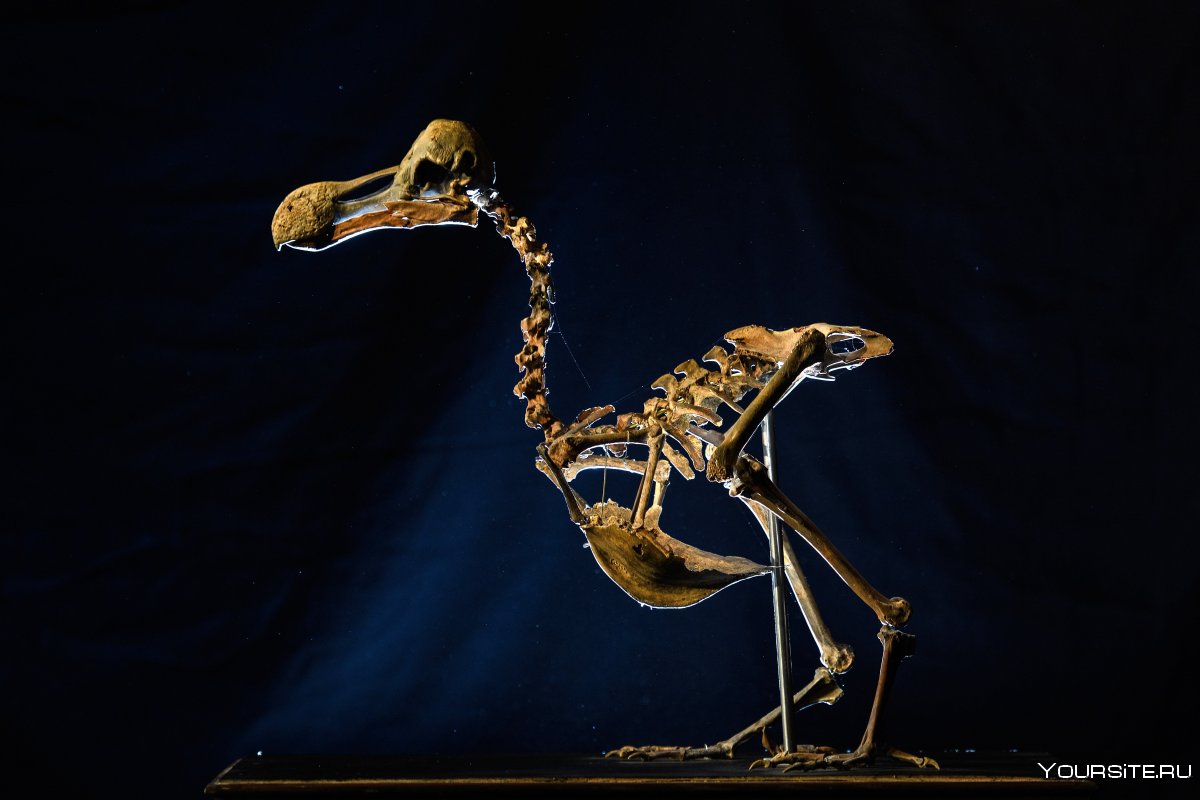 Скелет мертвой птицы