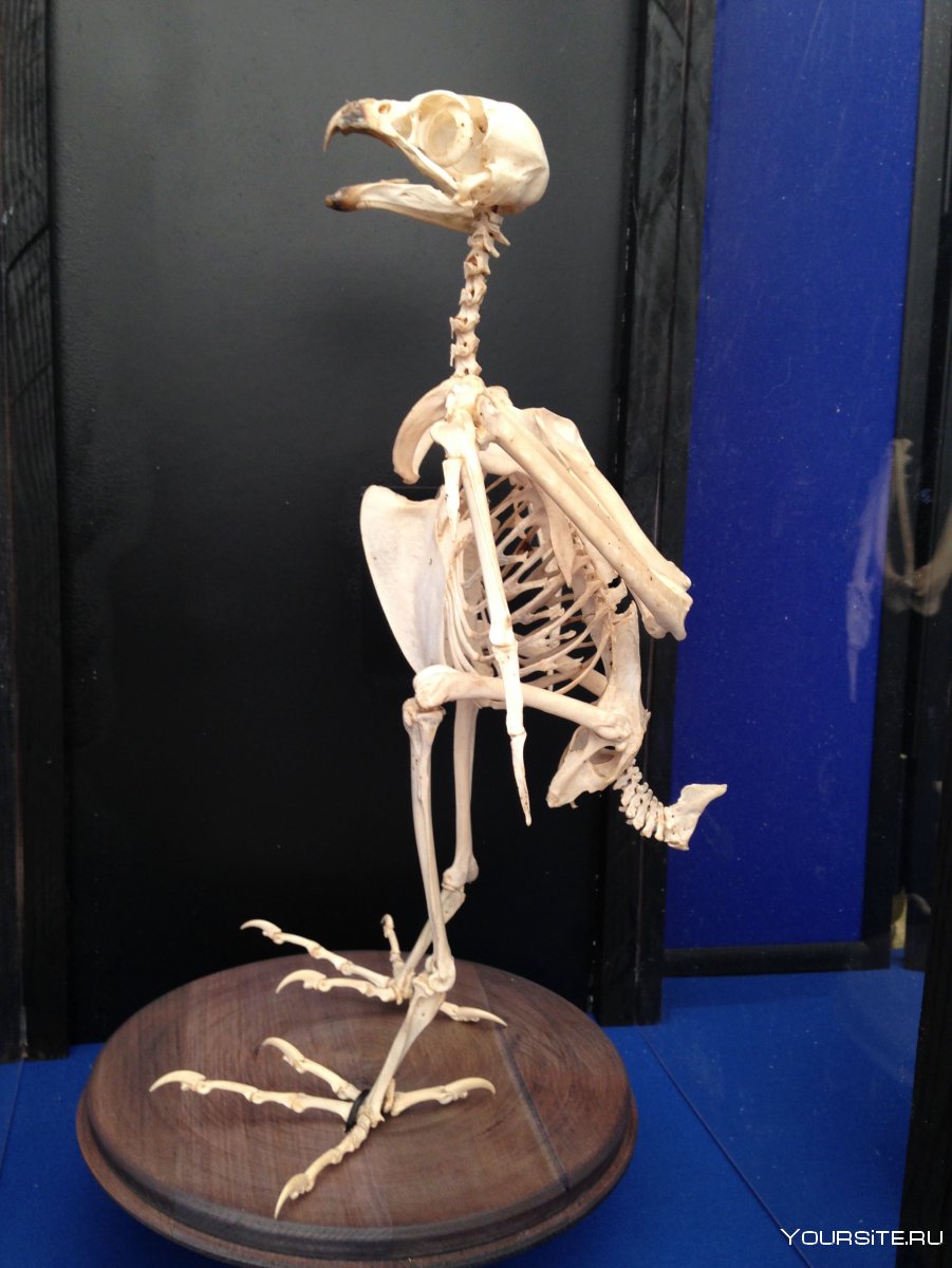 Скелет большой птицы
