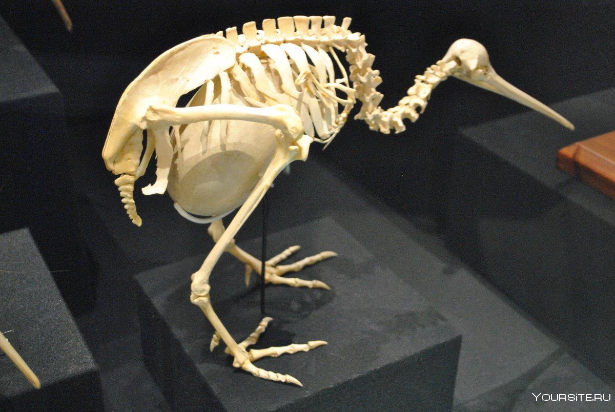 Скелет птицы цевка