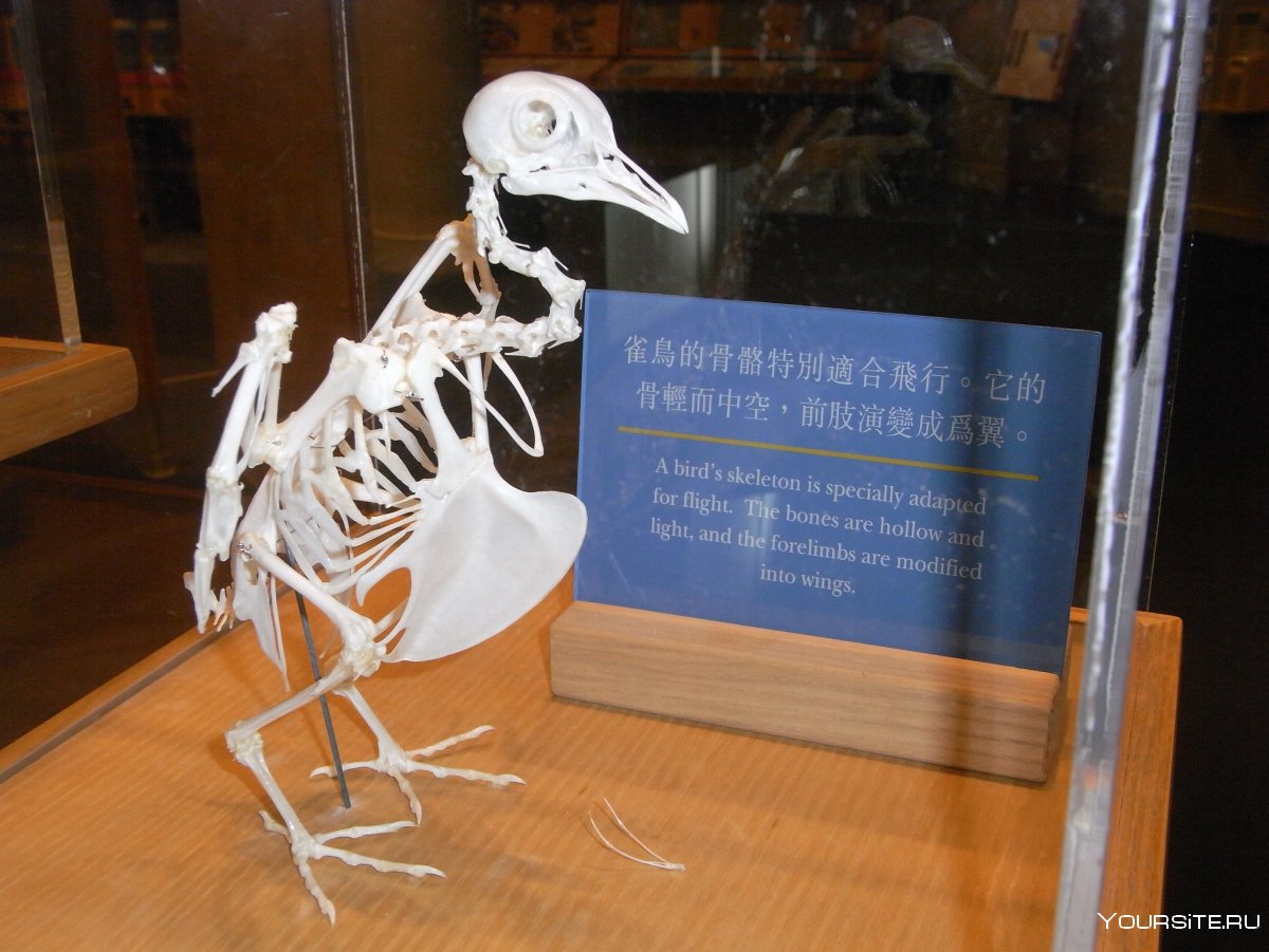 Скелет Императорского пингвина