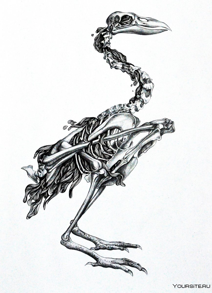 Энанциорнис скелет